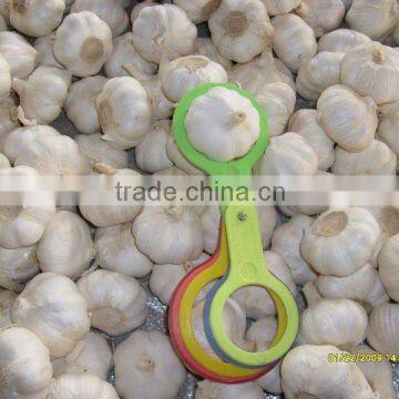 chinese fresh garlic