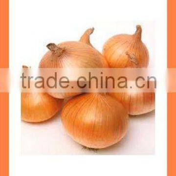 Export bulk china Best quality fresh products onion