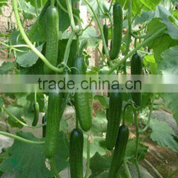 Chinese/Asian Hybrid F1 Cucumber Seeds-All Varieties