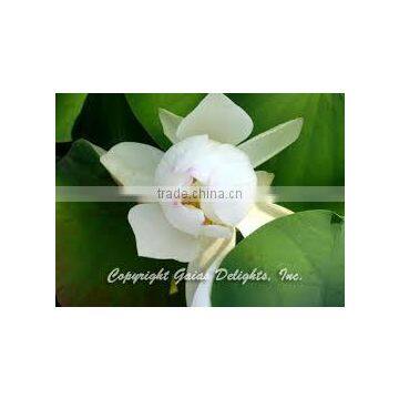 White Lotus Oil