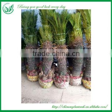 80cm Outdoor Landscape Cycas