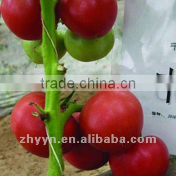 Determinate Tomato Seeds ZhongYan 868