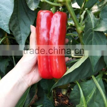 Yellow lamuyo pepper seeds