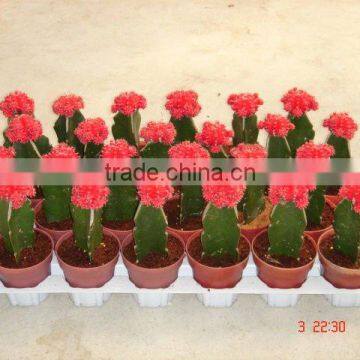 Grafted cactus bonsai nursery