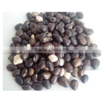 Best Sale Herbal Extract/natural 99%L-dopa/velvet Bean Capsule for Premature Ejaculation Herbal Treatment photo-4