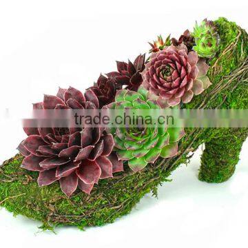Botanical Moss Shoes Succulent Planter photo-2