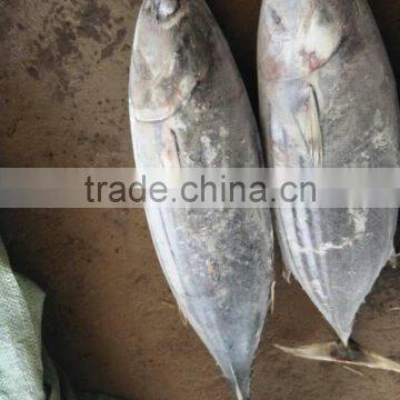 whole part of skipjack tuna