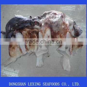 BQF Seafood frozen Giant Squid Neck