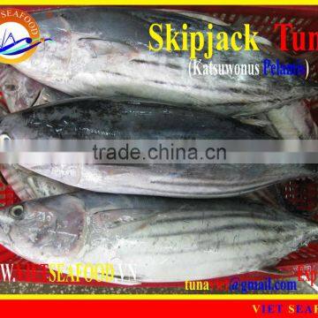 WHOLE ROUND FROZEN SKIPJACK TUNA