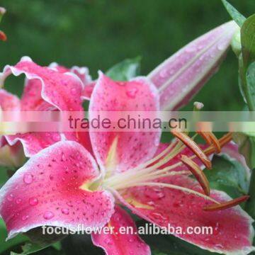 Most Popular Pink Dress Lily 2017 photo-2