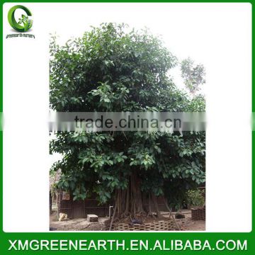 Ficus altissima big size (3)