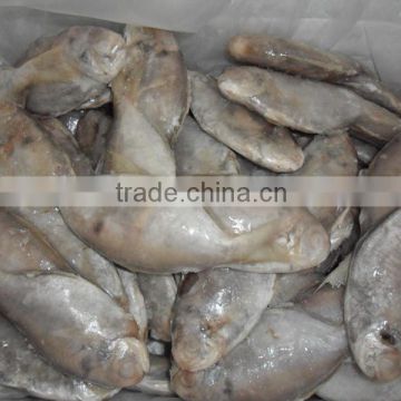 Frozen Whole Round Butterfish 100-120g from China