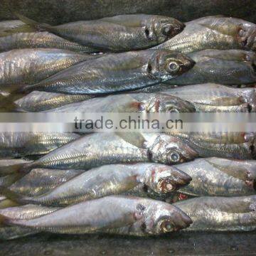 Frozen Horse Mackerel