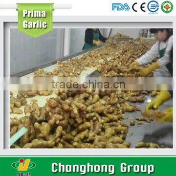 2016 new crop 150gm+ fresh ginger 10kg/ctn packing