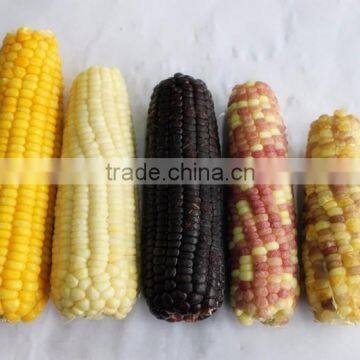 Frozen IQF whole sweet corn and cob