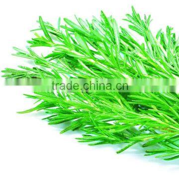 100 Pure and Natural Romarin Oil,Romarin essential Oil