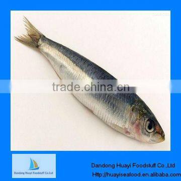 Fresh frozen sardine IQF sardine