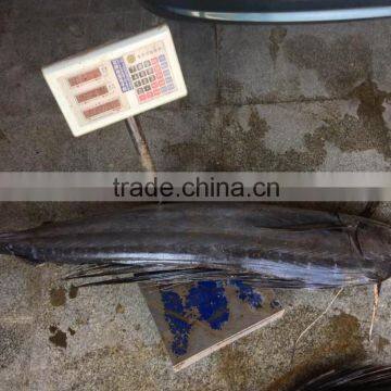 2016 New Coming Frozen Swordfish photo-4