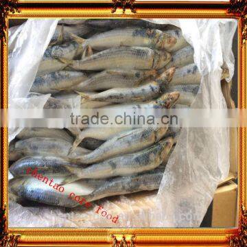 Good Quality Frozen Sardine Fish/Canned Sardine