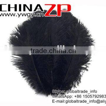 CHINAZP No.1 Supplier in China Factory Exporting Wholesale From 20-25cm Colored Balck Ostrich Feathers photo-2