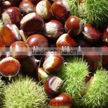 supply fresh chestnut