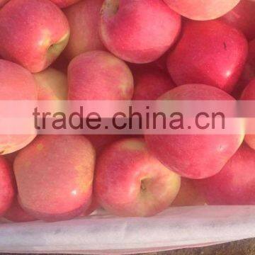 Chinese Red Fuji Apple Suitable for Long Time Shipment