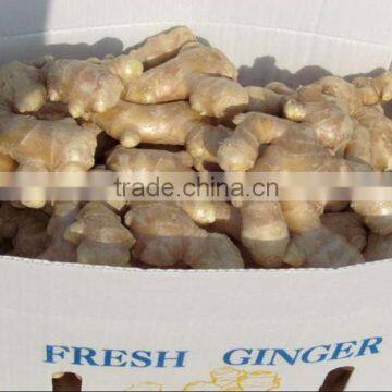 Chinese Food Ginger at the Price of Fresh Ginger