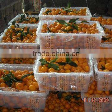 Mandarin Orange Fruit Cheaper Price photo-6