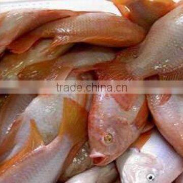 bulk/carton packing Frozen Red Tilapia