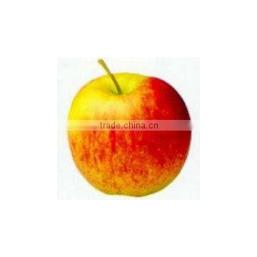 jonagold apple