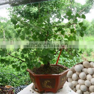 Top Quality Ginkgo seeds Supplier Tree Seeds For Growing