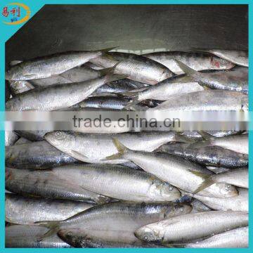 Price frozen sardine