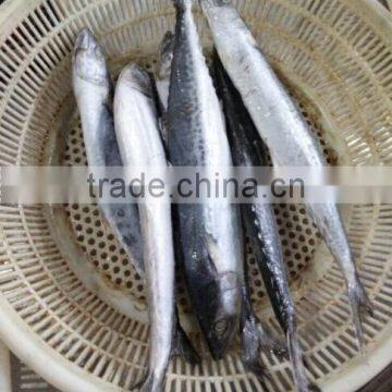 Frozen Spotted Spainsh Mackerel photo-2