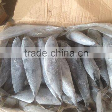 Sea Frozen Bonito Tuna photo-4