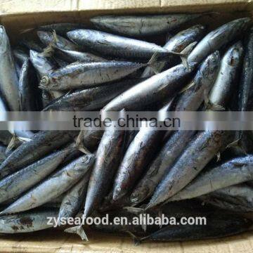 For Importer Good Price Bonito by Trawling photo-3