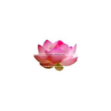 Lotus Essential Oil