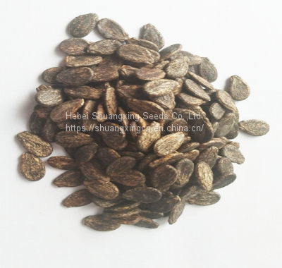 Emperor Chinese High Quality Hybrid Watermelon Seeds for Growing photo-4