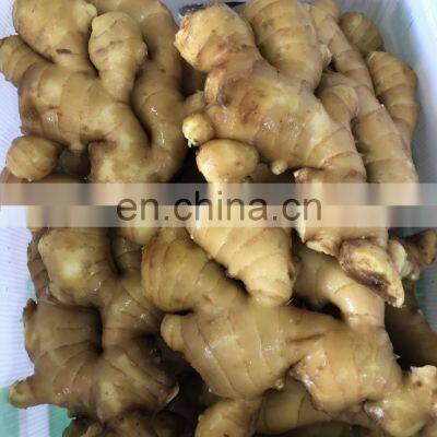 Siinocharm 2022 New Crop Hot Sale High Quality Fresh Whole Ginger photo-3