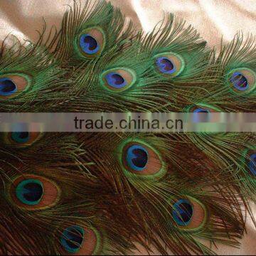 Wholesale Natural Peacock Feather Decorative Birds photo-5