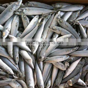 Scomber Japonicus Pacific Mackerel Fish 80-120-g Small Size