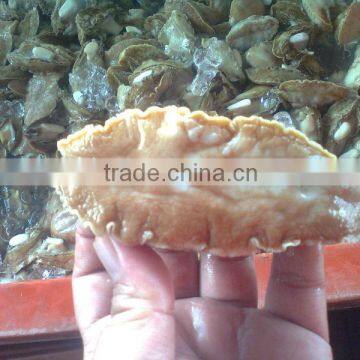 Frozen Abalone Meat