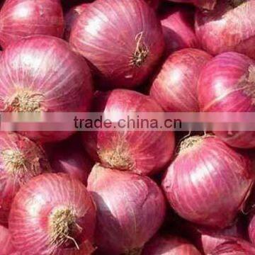 Hot Sale Fresh Red Onion With Good Quality for Sale