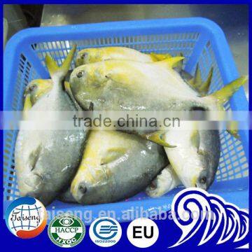 New Wholesale Seafood Whole Round Frozen Golden Pomfret/Pompano Fish