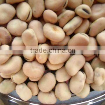 Market Price Broad Bean photo-3