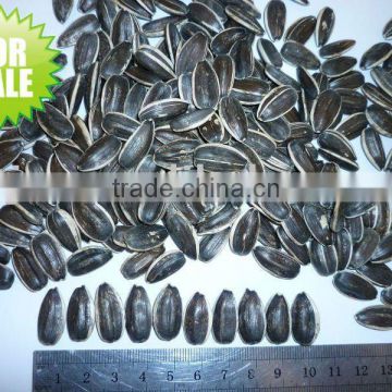 Sunflower Seeds 20/64,22/64,24/64