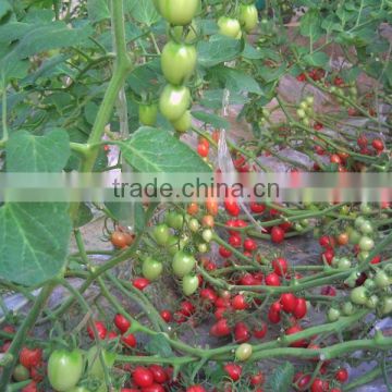 high resistance high yield hybrid F1 cherry tomato seeds