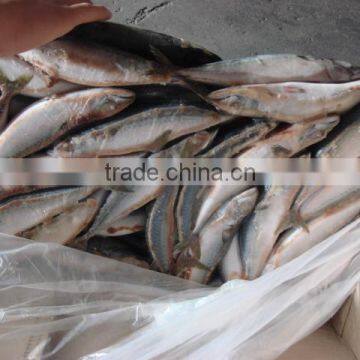 Whole Round Frozen Pacific Mackerel150-200g photo-4