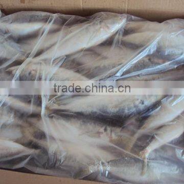 BQF WHOLE ROUND FROZEN HORSE MACKEREL FISH photo-3