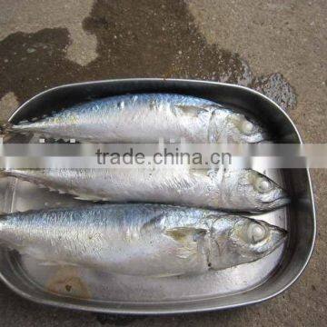 FROZEN MACKEREL (100-200g)