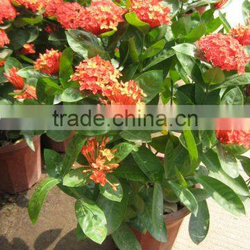 Ixora shrub trees different color and varities